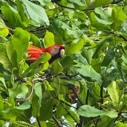 En Ara, modell större tittade ut och sa bestämt-"jag vill inte vara med på bild"!
