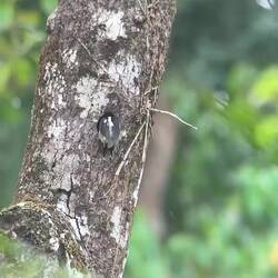 Herr hackspett förbereder sitt bo som sen ska presenteras för sin blivande fru!