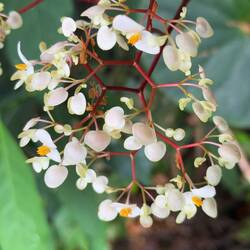 En ätlig blomma. Vi fick namnen på alla blommor, men omöjligt att minnas😏