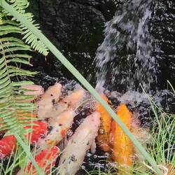 hungige Koi