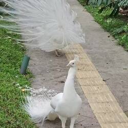 wunderschöne weiße Pfauen laufen herum