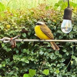 Schwefelmaskentyrann