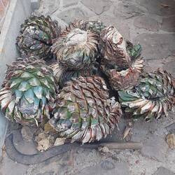 Blätter kommen weg, übrig bleibt die "piña"