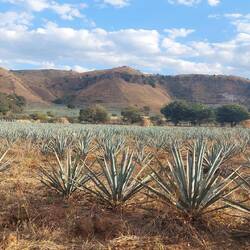 Nur die "blue agave" kann für die Destillation verwendet werden