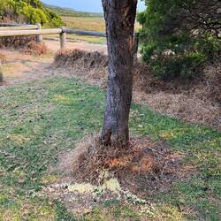 Beim Absieben is der Deckel ausgekommen