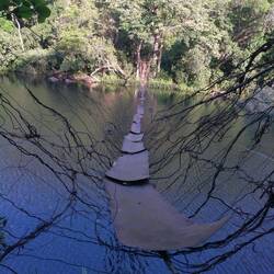 Eine Lianenbrücke wie aus einem "Indiana Jones"-Film