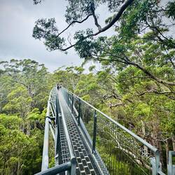 Tree Top (Schwank) Walk😝