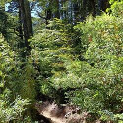 Beautiful walking trail full of roots and other organic matter