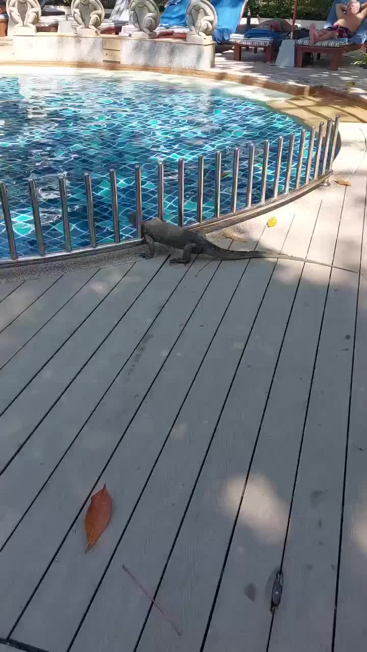 Noch ein nettes Erlebnis am Pool 🤣🤣.