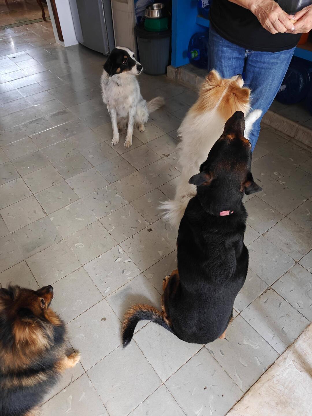 Die süßen Hunde der Unterkunft