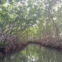 La Mangrove