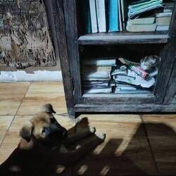 The cat is on timeout in the glass cabinet
