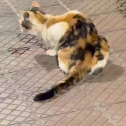 One of the dozens of cats in the park