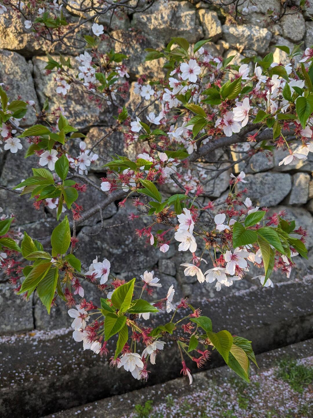 À cette période, les pétales sont bien tombées.