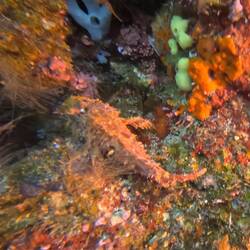 Can you find the stone fish?