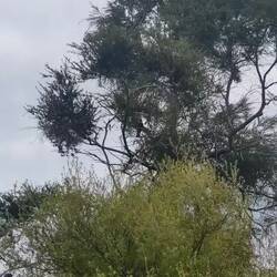 Tui bird singing