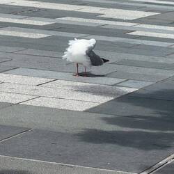 Wenn die Möwe schon vom Wind umgefegt wird 🫢