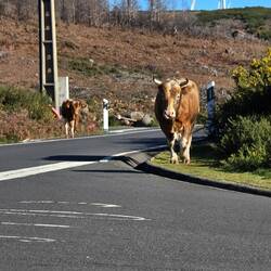 Skurrile Verkehrsteilnehmer