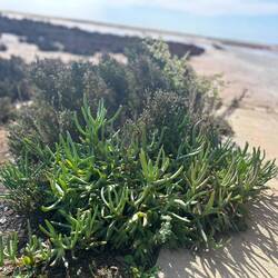 Succulents everywhere in this dry salty landscape