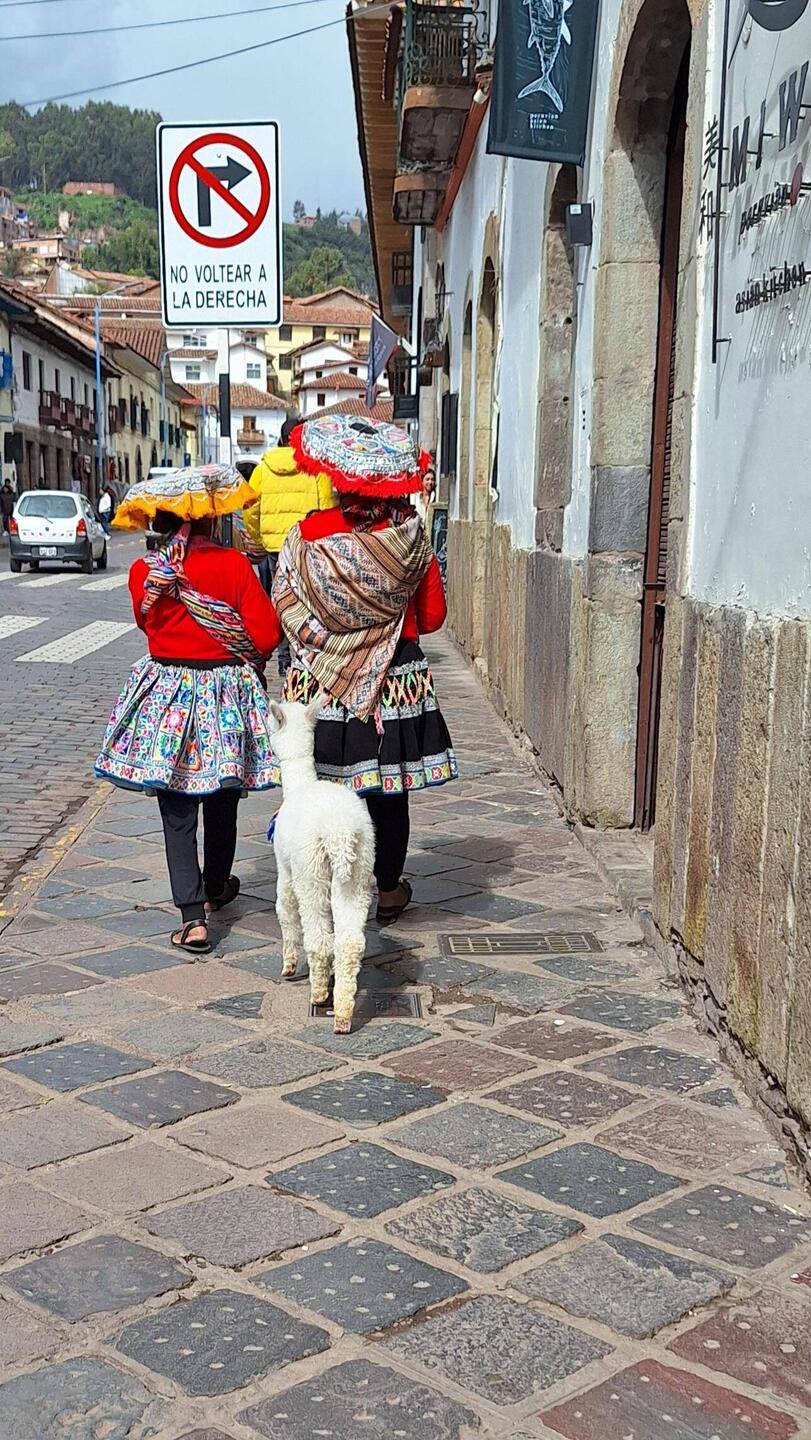 Mary had a little alpaca, I think that's how the nursery rhyme goes in Peru.