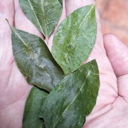Coca leaves, your tongue starts to go numb after a few minutes of chewing.