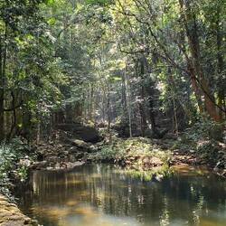 This pond naturally has those little fish that nibble at your feet!