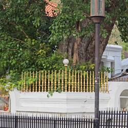 Bodhi-Baum (heilig für die Buddhisten), hunderte Jahre alt und zumeist eingezäunt