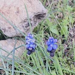 Die ersten Weinbergs-Traubenhyazinthen