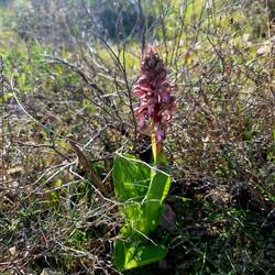 Riesenknabenkraut, eine Orchidee 😀, die einzige Pflanze hier