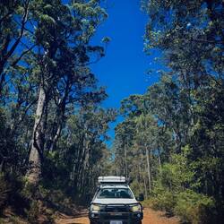 Die sind schon groß, die Karri-Bäume...