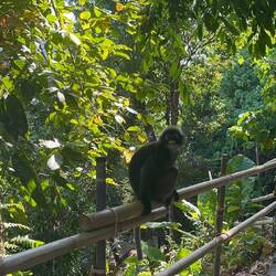 Südliche Brillenlanguren
