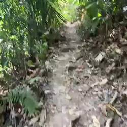 Junglewalk zum Tonsai beach