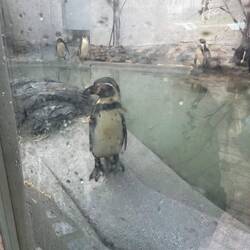 🐧