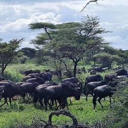 Gnu's wo eifach mal churz d'Strass blockiered...
