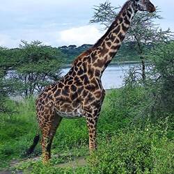 No meh wunderschöni Giraffe 🦒