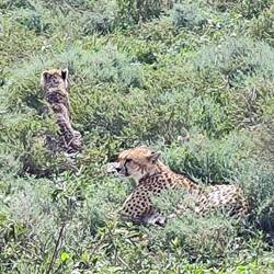 Cheetah 🐆