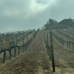 Vines look sad this time of year