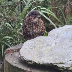 Kārearea