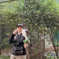 Kererū, d'Riesetuube