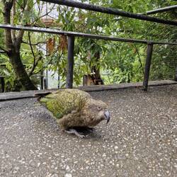 Kea
