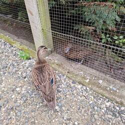 Stockänte dosse, Pāteke denne