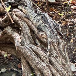 Iguana am Strasenrand