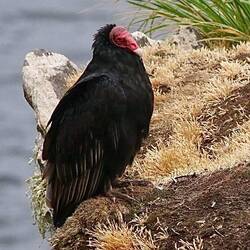 Turkey vulture