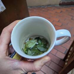 ... Coca Tee, hilft bei oder gegen Höhenkrankheit 😉