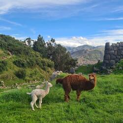 Alpacas doing their thing