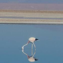 friedlich speisen chilenische Flamingos in der Laguna Chaxa