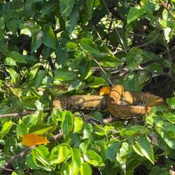 En mätt boa-orm vilade i vegetationen. Den tjocka magen innehöll säkert en fågel eller leguan.