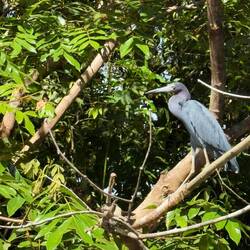 Ännu en vacker fågel av häger typ.
