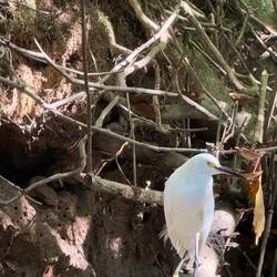 Titta så vacker! Tror det var en ibis-stork!