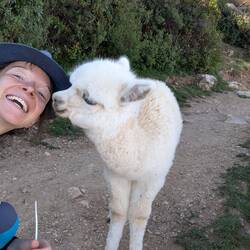 Süße Alpakaküsse - Benno ist auch (fast) nicht neidisch 🥰